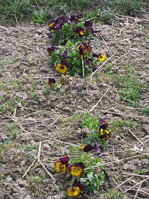 pansy unmulched